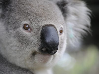 koala-630117_1920