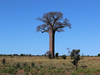 baobab-5030873_1920