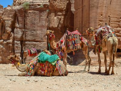 camels-4365260_1920