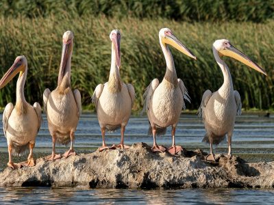 great-white-pelicans-5791396_1920
