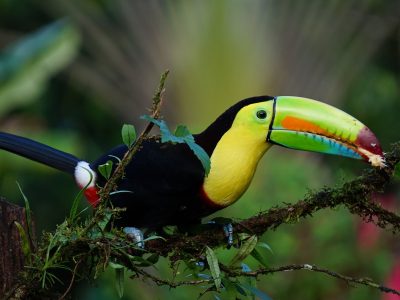 keel-billed-toucan-1021048_1920