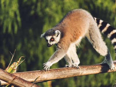 lemur-4795249_1920