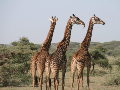 giraffe-1330814_1920