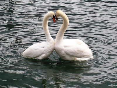 swans-342887_1920